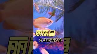 麗麗魚 Orange honey gouramis #duarfgourami #拉利毛足鱸 #蜜鱸 #加拉米魚