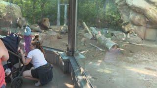 Find out how Denver Zoo is helping animals, guests beat the heat