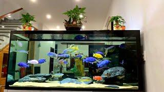 Beautiful African Fish Tank! Amazing African Cichlids in The Living Room