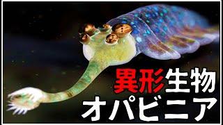 【ゆっくり解説】５つ目の奇妙奇天烈動物 オパビニア