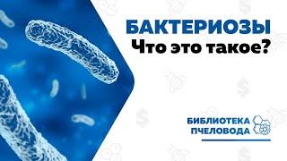 Бактериозы — инфекционные болезни пчел / Пчеловодство от А до Я