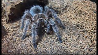 Terrestrial Tarantula Species | Feeding Video 10-2022