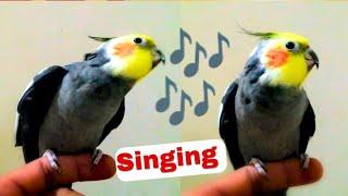 parrot sound || singing cocktail bird