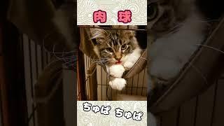 おしゃぶりやめない【メインクーンの子猫】