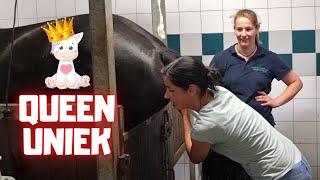 The very last chance to make QueenUniek pregnant for 2022 | Friesian Horses