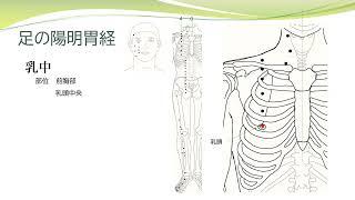 【経絡経穴を覚えよう】足の陽明胃経　部位　暗記用