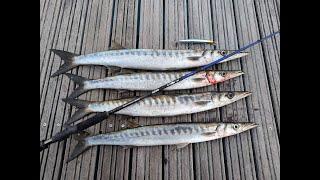 Best fishing morning EVER - Barracudas and Seabass C&R