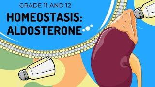 ALDOSTERONE | HOMEOSTASIS | Easy to Understand