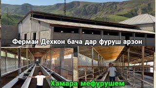 Фермаи Фуруши Арзон аз Дехкон бача 1 350 000, с      22 апреля 2025 г.