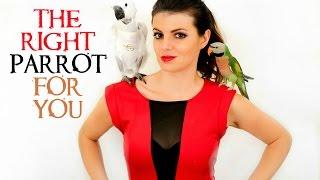 PARROT TALK #4 How To Choose The Right Parrot For You