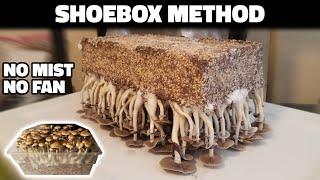 Grow Mushrooms at Home with the Shoebox Tek