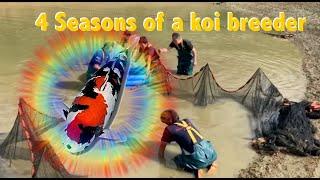 4 Seasons of a koi breeder - Days in the life of a Japanese koi breeder