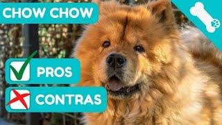  ADVANTAGES AND DISADVANTAGES of owning a CHOW CHOW  PROS AND  CONS of CHOW CHOW Dogs.