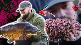 "These Carp Are Incredible''  In Session At Manor Farm Booneys Lake 