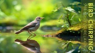 Bird Singing - 24 Hour Bird Sounds Relaxation, Stunning Nature ,Stress Relief ,Relaxing Nature