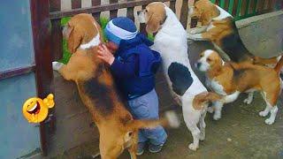 The Best of the Best! The Funniest Animal Videos of 2024! Funny DOG videos   | PART 4
