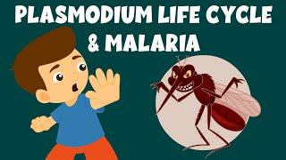 Life Cycle of Plasmodium | Malaria and the Life Cycle of Plasmodium | Video for Kids