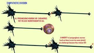 cholinergic vs adrenergic neurons in the ANS