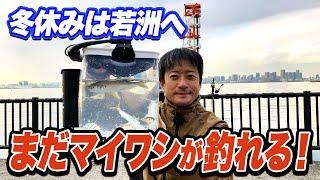 【若洲海浜公園】冬休みにマイワシを釣ろう！サビキ釣りで釣れる時間帯は？すぐ役立つ高鮮度情報