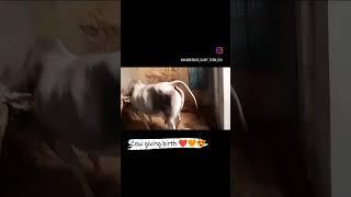 Beautiful Cow Giving Birth ️ #beautiful #viral #desi #cow