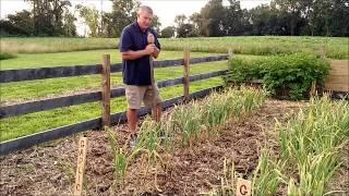 Harvesting Garlic - Old World Garden Farms