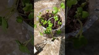 Mustard seed grow - 5day #grow #plants