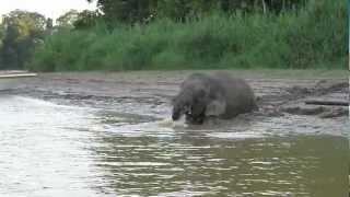 Borneo Pygmy Elephant (Elephas Maximus Borneensis)