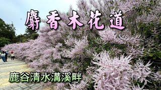 南投鹿谷清水溝溪麝香木花道&九重葛花道(背景音樂/寶島四季謠)