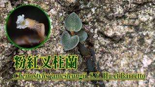 植物探索: 粉紅叉柱蘭 (Cheirostylis jamesleungii)