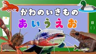 【川の生き物あいうえお】子供向け  かわのいきもののなまえをおぼえよう！ナマズ、ザリガニ、カエル、アユ【ひらがな・カタカナ】