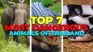 Top 7 Most Dangerous Animals Of Thailand