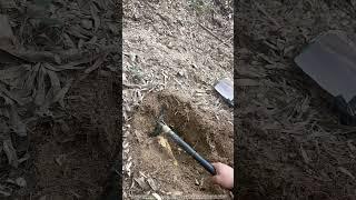 Amazing Mini Hoe Tool Stuff Digging Winter Bamboo Shoots Easily !