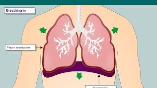 Animation showing normal breathing