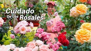 COMO CUIDAR DE TU ROSAL  |  Como Transplantar tus Rosales y Mantenerlos Hermosos