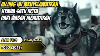 KISAH NYATA SEEKOR ANJING MENYELAMATKAN UMAT MANUSIA || ALUR CERITA FILM TOGO 2019