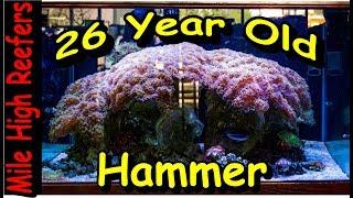 26 Year old Hammer Coral