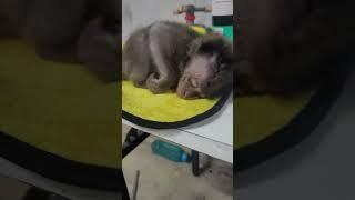 super abuse baby monkey video is here
