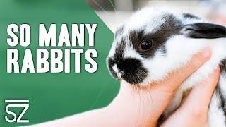 Tour the Outdoor Rabbit Pens: See How Many Breeds We Have