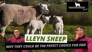 LLEYN SHEEP | WHY THEY COULD BE THE PEFECT CHOICE FOR  EWE