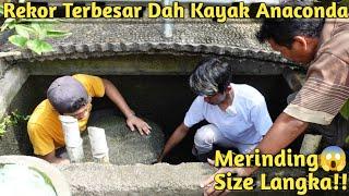 BENERAN NGERI! INI WUJUD TOMAN RAKSASA 1 METER LEBIH PENGHUNI KOLAM