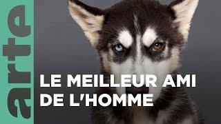 Le chien | Nos animaux et nous | ARTE Family