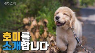 Introducing Homi, a Golden Retriever who lives in Jeju Island South Korea!