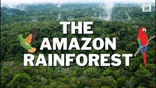 Why is the Amazon Rainforest so important?