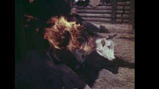 Горящая корова - Тарковский снимает «Андрей Рублев» (1965)