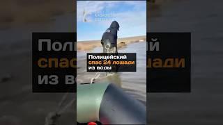 Полицейский спас 24 лошади из воды#новости#казахстан#полиция#лошади#река#актобе#село#спасение