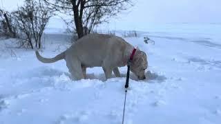 The Weiner dog Fleury does take the plunge in deep snow. Well deep to him!