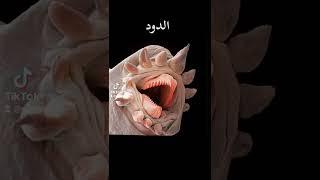 كيف تبدو الأشياء تحت المجهر 