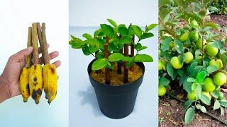 How to propagate guava tree from cuttings with banana