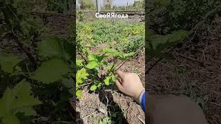 Уход за ежевикой. Формирование куста ежевики. #ежевика #сад #малина #огород #садоводничество #дача
