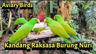 Banyak Banget Burung Nuri Disini, Aviary Burung Nuri